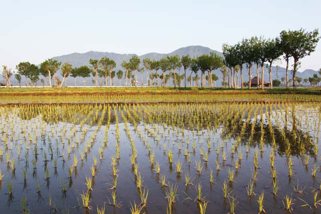 rice-field-filled-with-water