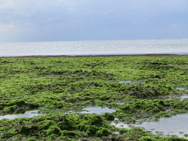 algae field facing sea water