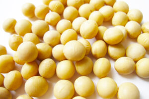 soybeans-daizu soybeans-daizu