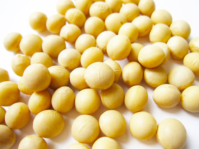 soybean-daizu