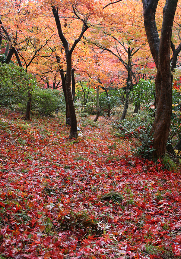 fall-niigata-yahiko-japan