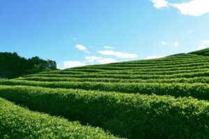 tea-field tea-field