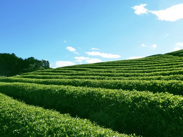 Japanese tea field