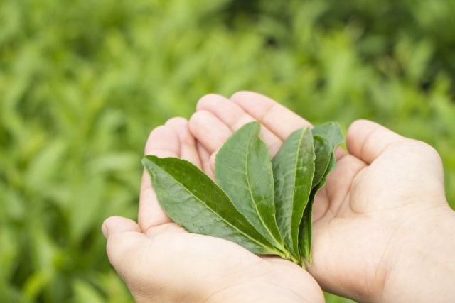 green tea leaves