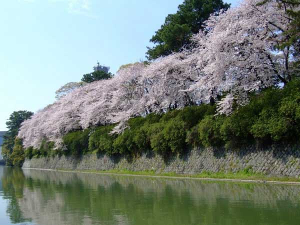 castle-cherry-blossom