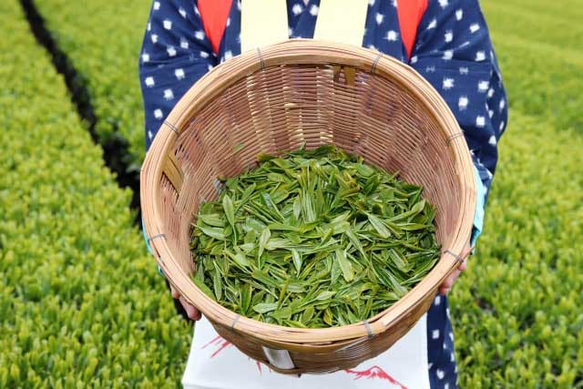 yabukita tea leaves