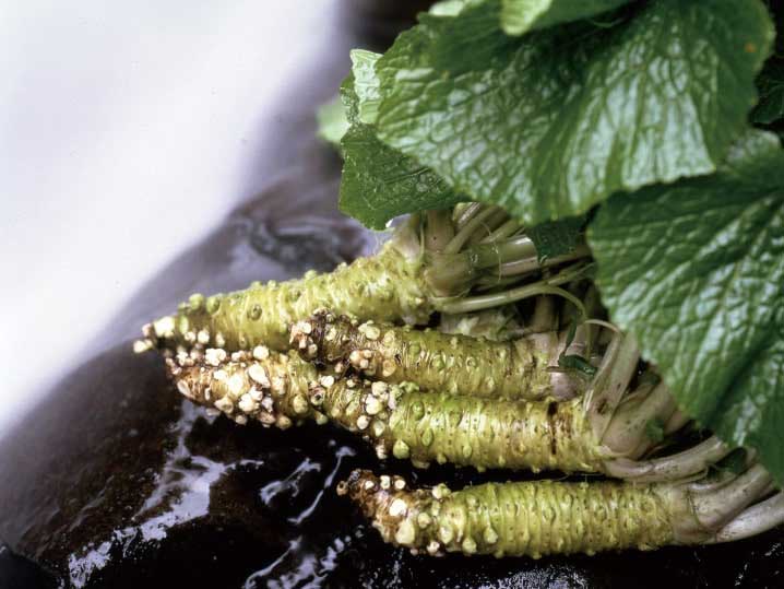 racines de wasabi