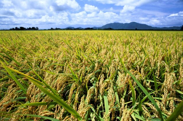 riz japonais rice-field-harvest-time